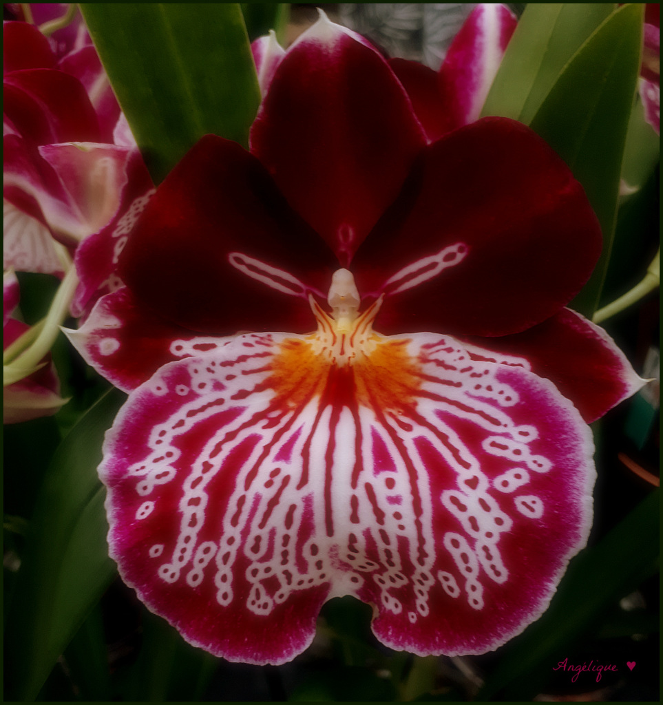 Belle journée A tous !........Orchidée MILTONIOPSIS