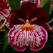 Belle journée A tous !........Orchidée MILTONIOPSIS