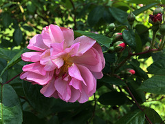 Rose du jardin