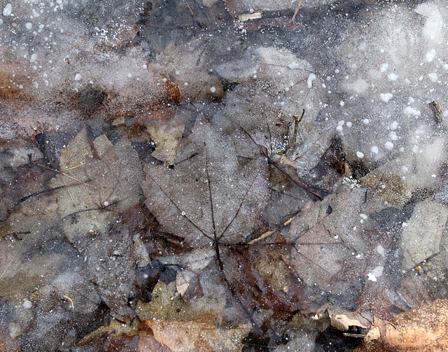 47/50 maple leaf, feuille d'érable