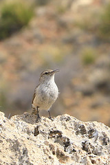 Cactus Wren