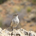 Cactus Wren