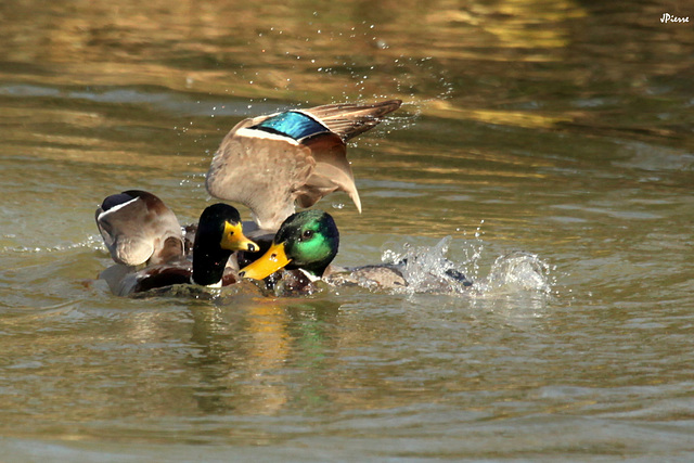 Les canards au Judo