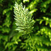 20210720 1844CPw [D~LIP] Kanariengras (Phalaris canariensis), Bad Salzuflen