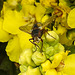 20210831 2778CPw [D~LIP] Prächtige Königskerze (Verbascum speciosum), Igelfliege (Tachina fera), UWZ, Bad Salzuflen