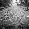 Fallen leaves on the steps