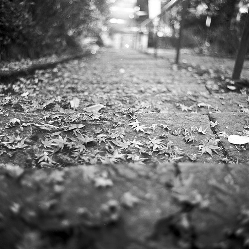 Fallen leaves on the steps