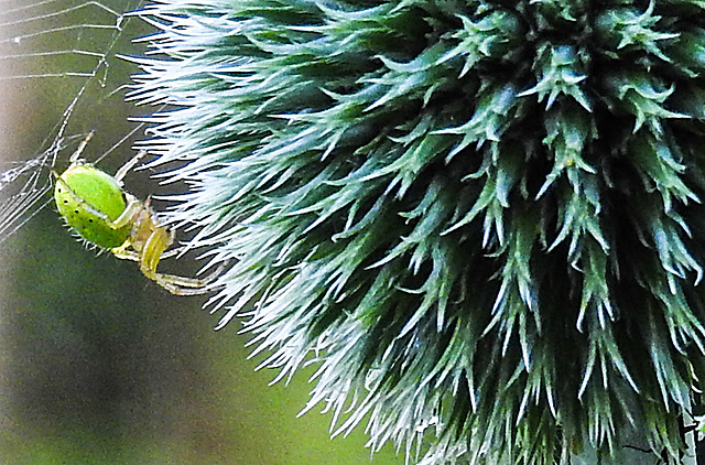 20230623 1171CPw [D~LIP] Kürbisspinne (Araniella cucurbitina), Bad Salzuflen