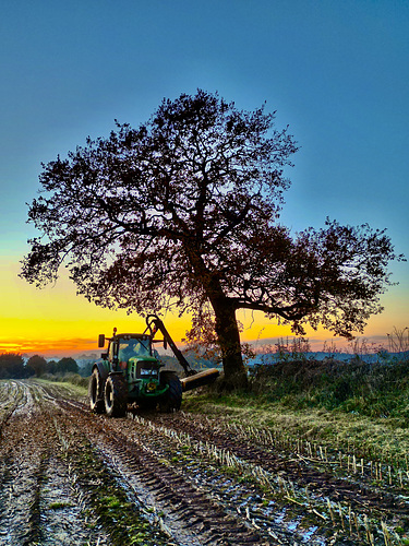 Hedge trimming