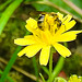 20230717 2274CPw [D~LIP] Kleinköpfiger Pippau, Schmalbiene (Lasioglossum agg), Bad Salzuflen