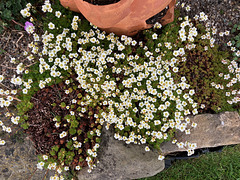 SaxifragewhitefairyApril2025