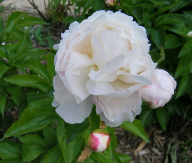 Pivoine blanche et son bouton Pivoine blanche et son bouton