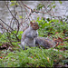 squirrel by the river