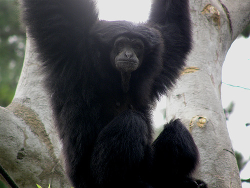 Gibbon
