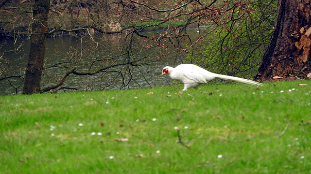 Albino?