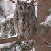 Screech Owl