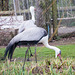 Wattled crane (1)