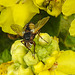 20210831 2779CPw [D~LIP] Prächtige Königskerze (Verbascum speciosum), Igelfliege (Tachina fera), UWZ, Bad Salzuflen
