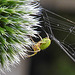 20230623 1181CPw [D~LIP] Kürbisspinne (Araniella cucurbitina), Bad Salzuflen