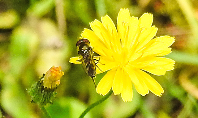 20230717 2276CPw [D~LIP] Kleinköpfiger Pippau, Breitfuß-Schwebfliege (Platycheirus scutatus), Bad Salzuflen