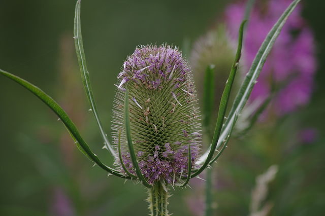 Teasel