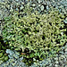 Lichen 6