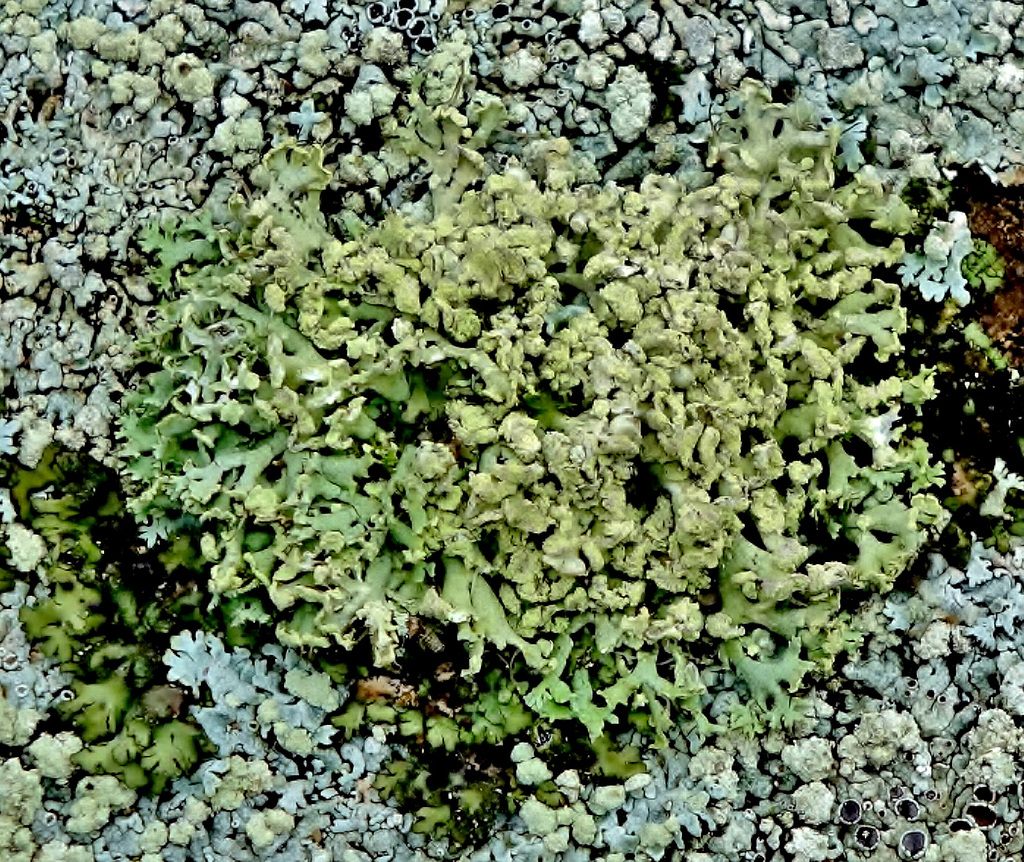 Lichen 6