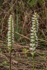 Unknown Spiranthes orchid species, Blue Ridge Parkway, North Carolina