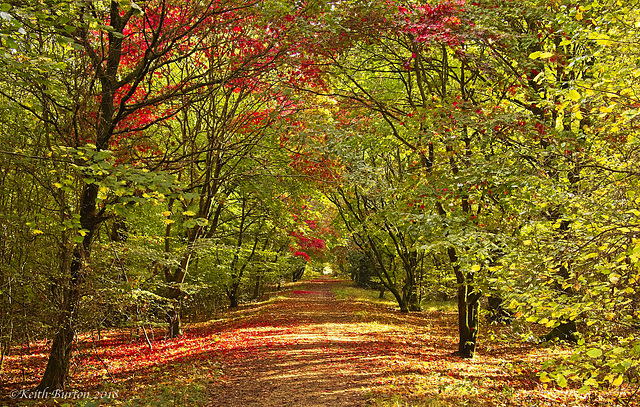 Alice Holt Forest Arboretum, Surrey