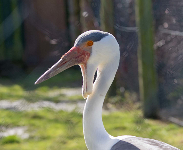 Wattled crane
