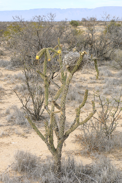 Cholla and Nest