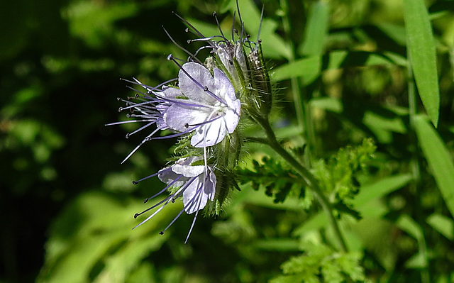 20210720 1846CPw [D~LIP] Rainfarn-Phazelie (Phacelia tanacetifolia) [Büschelschön], Bad Salzuflen