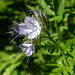 20210720 1846CPw [D~LIP] Rainfarn-Phazelie (Phacelia tanacetifolia) [Büschelschön], Bad Salzuflen