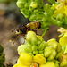 20210831 2780CPw [D~LIP] Prächtige Königskerze (Verbascum speciosum), Igelfliege (Tachina fera), UWZ, Bad Salzuflen