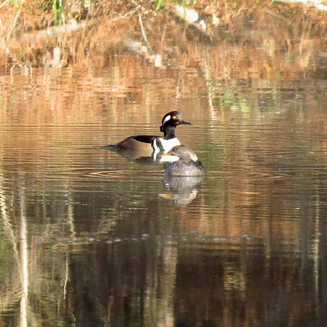 Hooded mergansers (Lophodytes cucullatus)