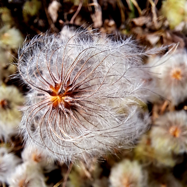 Samen der Waldrebe (Clematis)