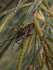 Plant bug on Maria Island