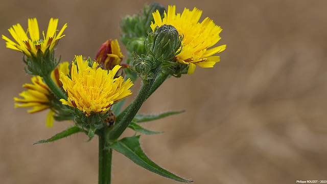 Fleur jaune