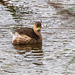 LIttle grebe