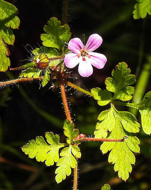 20230717 2278CPw [D~LIP] Stinkender Storchschnabel (Geranium robertianum agg), Bad Salzuflen