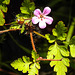 20230717 2278CPw [D~LIP] Stinkender Storchschnabel (Geranium robertianum agg), Bad Salzuflen