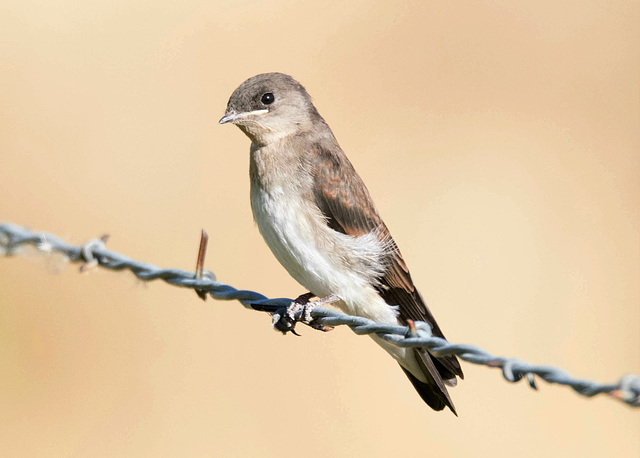 Immature Northern Rough-winged Swallow