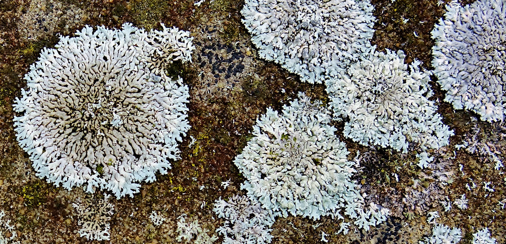 Lichen 5