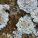 Lichen 5