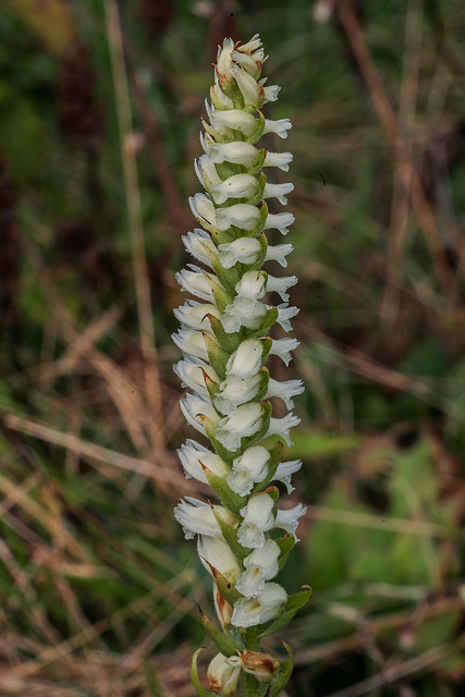 Unknown Spiranthes orchid species, Blue Ridge Parkway, North Carolina