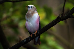 A vol d'oiseau , il était à deux mètres .