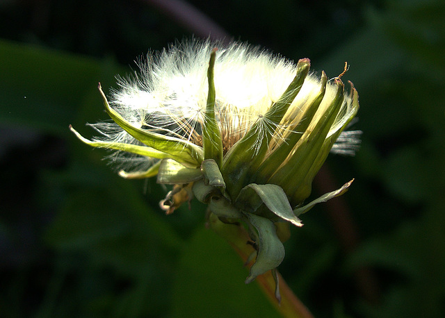 DSC04599 (2) 1