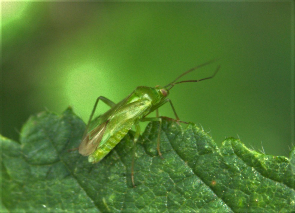 Teeny Weeny Bugs