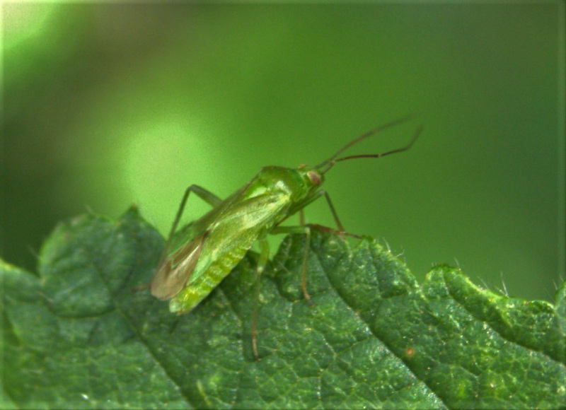 Teeny Weeny Bugs