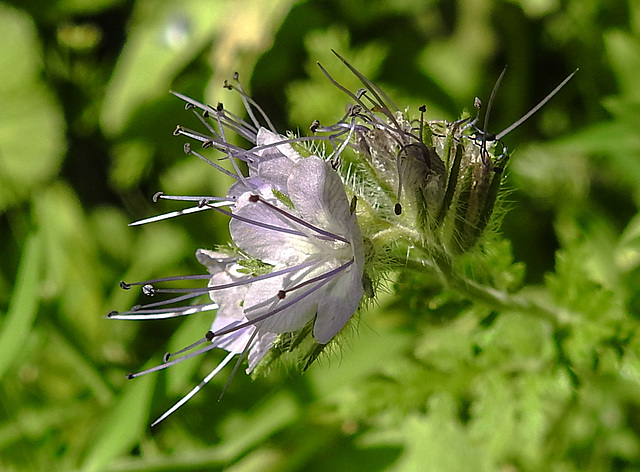 20210720 1847CPw [D~LIP] Rainfarn-Phazelie (Phacelia tanacetifolia) [Büschelschön], Bad Salzuflen